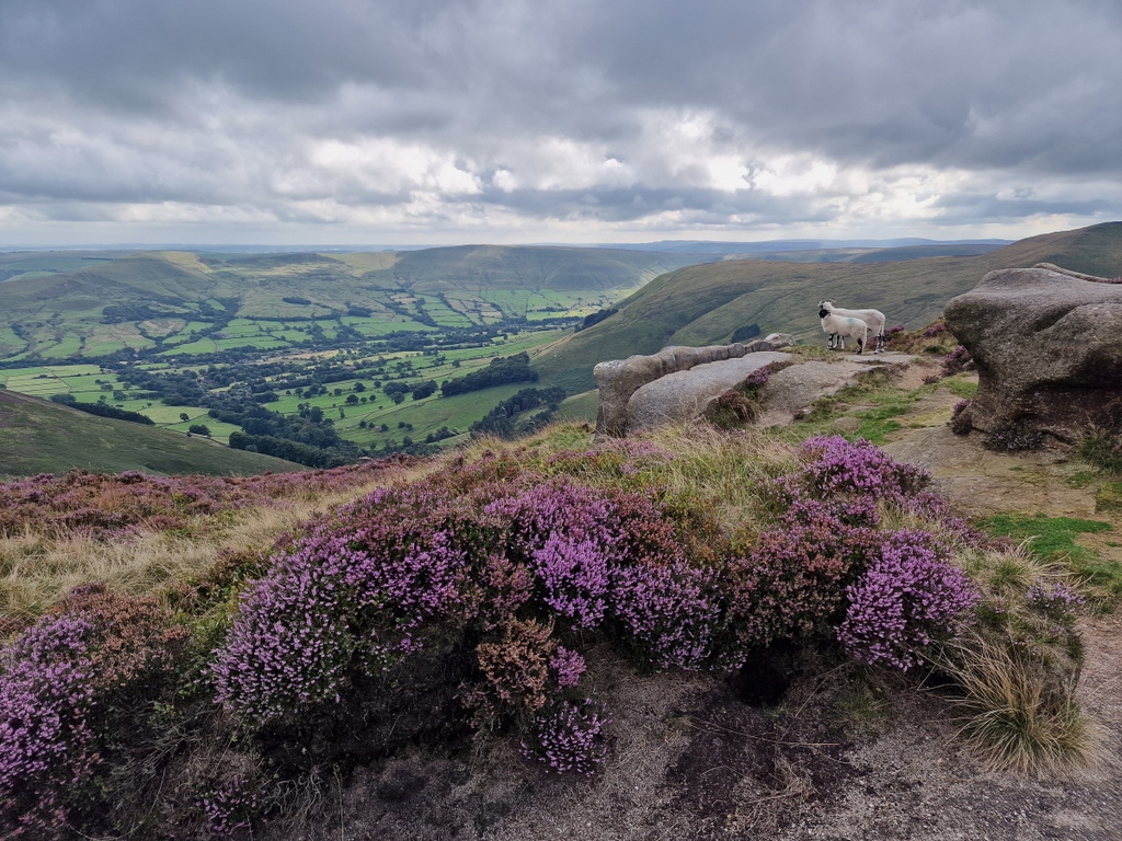 MyImageLibrary's tweet photo. Looks like I wasn't the only one enjoying the view!
#peakdistrict #landscape #landscapephotography #thepeakdistrict #visitpeakdistrict #countrylife #countryliving #beautifulengland #bbcengland #countryfile #myil #myimagelibrary #heather #sheep https://t.co/zT7UaheYdE