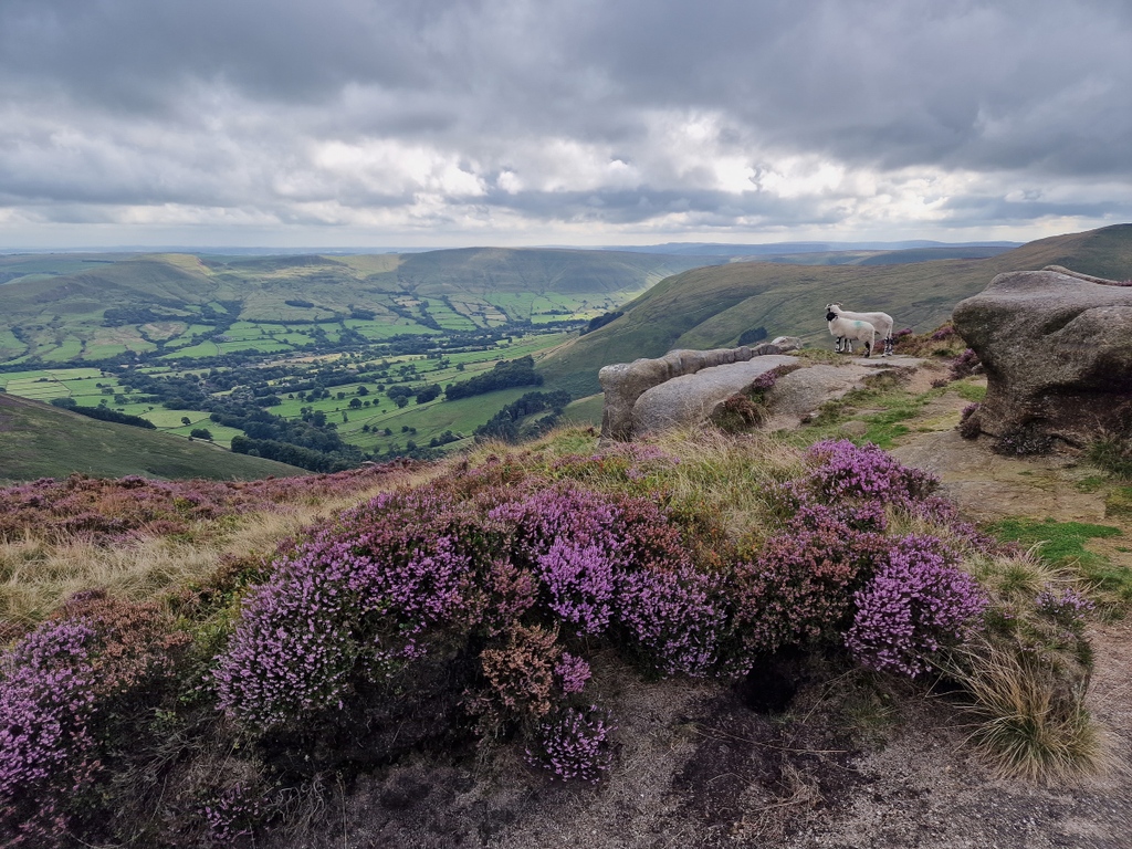 Looks like I wasn't the only one enjoying the view!

#peakdistrict #landscape #landscapephotography #thepeakdistrict #visitpeakdistrict #countrylife #countryliving #beautifulengland #bbcengland #countryfile #myil #myimagelibrary #heather #sheep