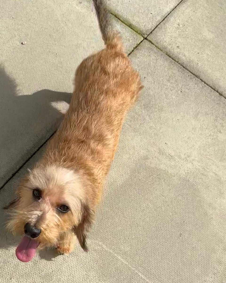 bbrennan83's tweet photo. Long overdue 🐶💇♂️ for Archibald #gotmahurrdid #wirehaired #minidachs https://t.co/8QXEfXBHav