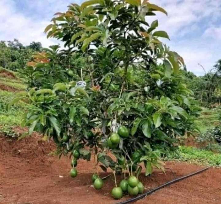 doryansyah's tweet photo. YUK PROMO🤩
Bibit Alpukat Unggulan 🌱
Menanam yukk😊biar punya kebun sendiri,pengen buah tinggal petik🤩#bibit #bibitalpukat #tanaman https://t.co/TGJNgTGJum
