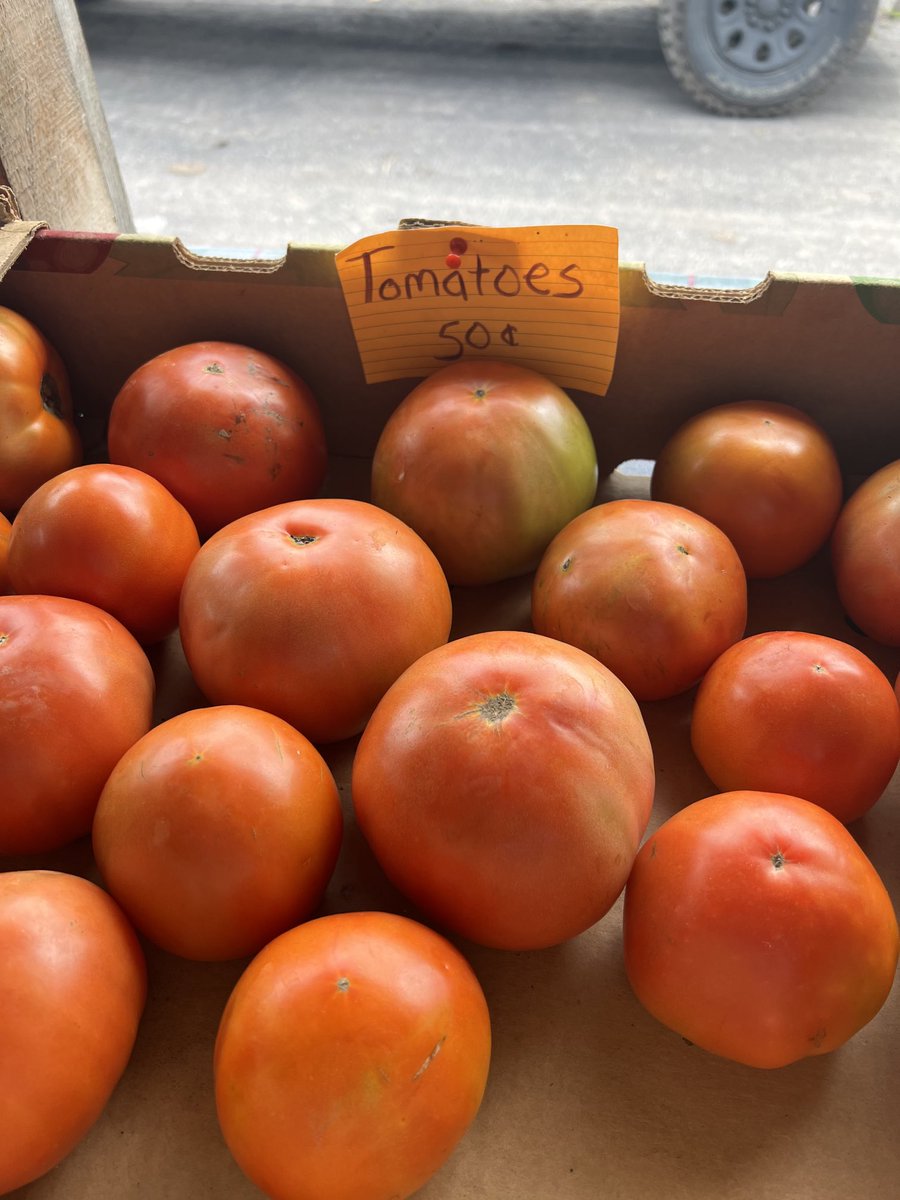 Fresh tomatoes at the neighbors. 50 cents. #ruraleconomy