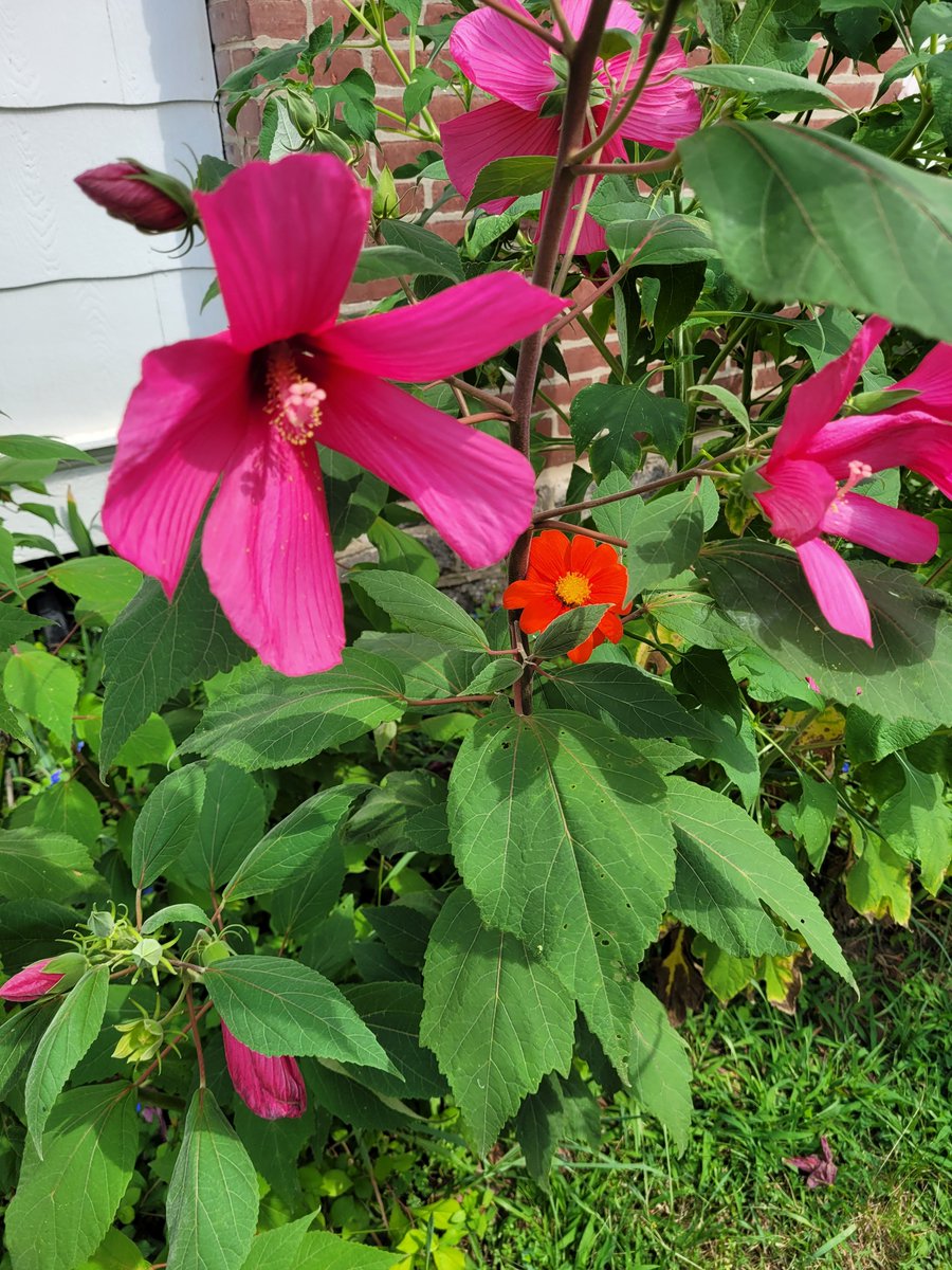 BookofBrigid's tweet photo. My new favorite flower combination: Bright pink swampmallow hibiscus and Mexican sunflowers! #flowers #garden #zone7b #pennsylvaniagardens #philadelphiaurbangarden https://t.co/PdcVVwd4SY