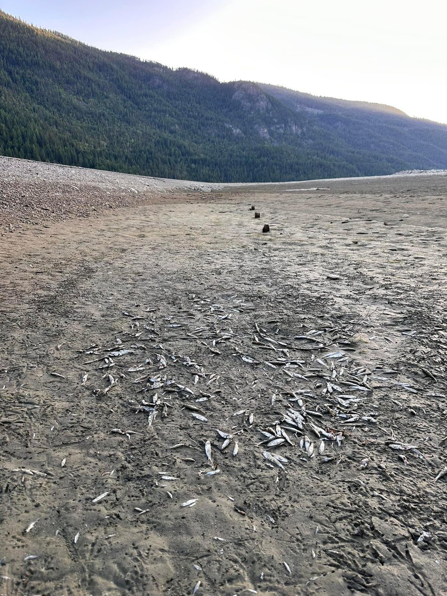 wendy biscuit (@wendybiscuit) on Twitter photo The Columbia River water treaty negotiations are underway. This year, water in the Arrow Lakes reservoir was rapidly depleted during spawning season and the Kokanee are dying. This is happening now and is about money.
@KatrineConroy <a href="/globalnews/">Globalnews.ca</a> <a href="/CBCNews/">CBC News</a> <a href="/ElizabethMay/">Elizabeth May</a> <a href="/Raffi_RC/">Raffi Cavoukian 🇨🇦</a> The Columbia River water treaty negotiations are underway. This year, water in the Arrow Lakes reservoir was rapidly depleted during spawning season and the Kokanee are dying. This is happening now and is about money.
@KatrineConroy <a href="/globalnews/">Globalnews.ca</a> <a href="/CBCNews/">CBC News</a> <a href="/ElizabethMay/">Elizabeth May</a> <a href="/Raffi_RC/">Raffi Cavoukian 🇨🇦</a>