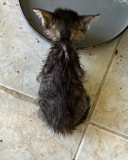 Day 1 vs day 60 🥹 https://t.co/72xneWxlt6