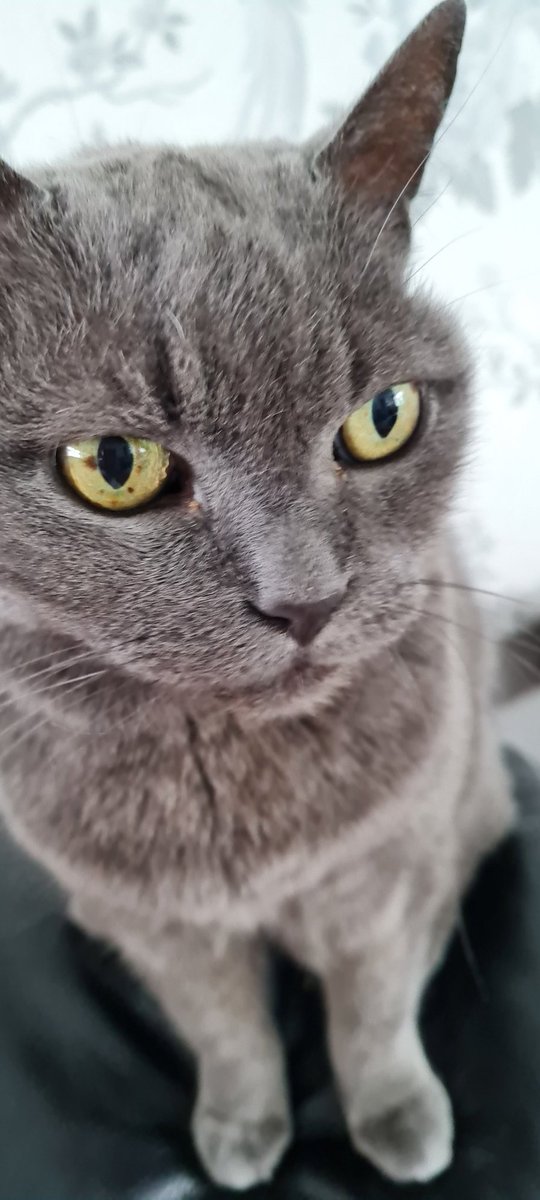 Fourteen years ago today, we adopted Misty from a local rescue. She has just had 4 teeth removed at the vet, and thankfully, she is fine. We love our gorgeous girl even though she can be a bit of a diva.🐈‍⬛❤️❤️