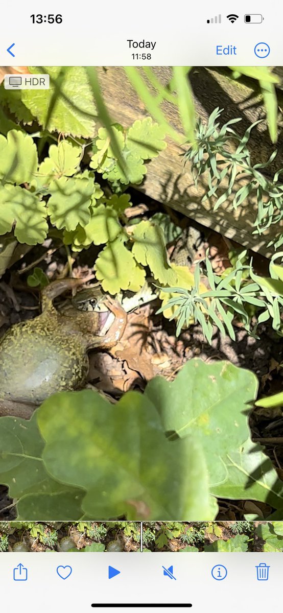 Clairek50's tweet photo. This snake is in our garden… is it ok? Do you think it’s an escaped pet or wild? It was eating a frog! #snake #snakehelp #snakeidentifier @ChrisGPackham @michaelastracha @BBCSpringwatch @RSPCA_official @wildwarriors #snake #snakehelp #snakesuk #snakeidentifier https://t.co/zWelGeoqzY