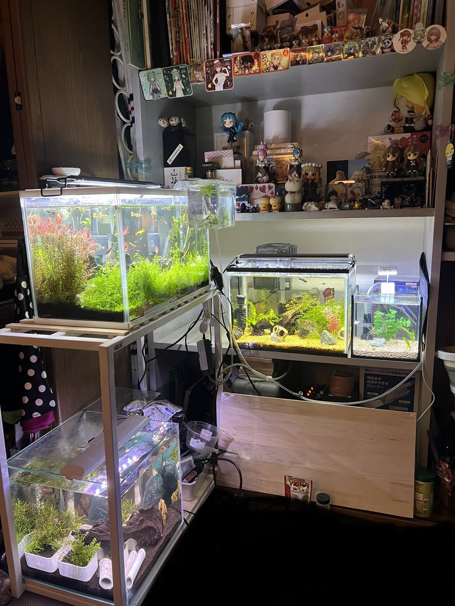 abechad's tweet photo. 全然寝れないから熱帯魚に沼る前の去年の7月の画像と今の画像貼っとくわ。誰かペルヴィカのメス譲ってください。あとグッピー水槽にブラックモーリー入れると数日で落ちるのなんでなん。 https://t.co/JYGIA9mZ9a