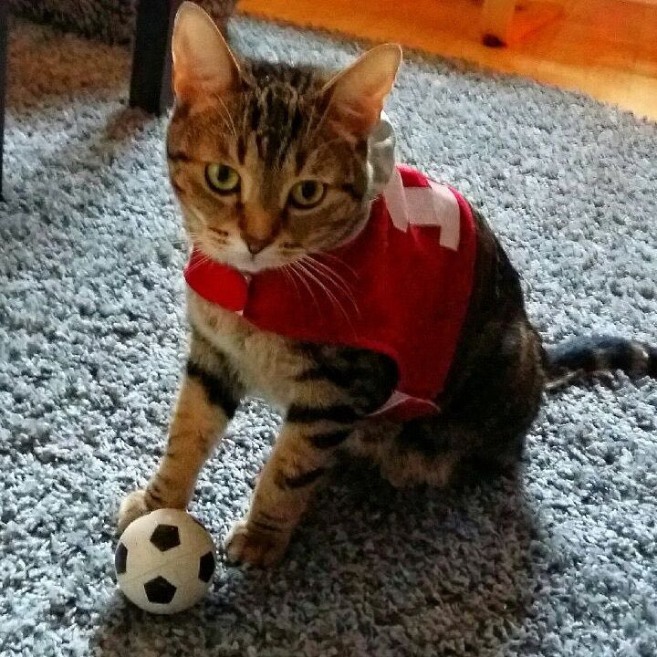 karlcatboy's tweet photo. karl, the best soccer player in the world: https://t.co/0lfffYaYeq