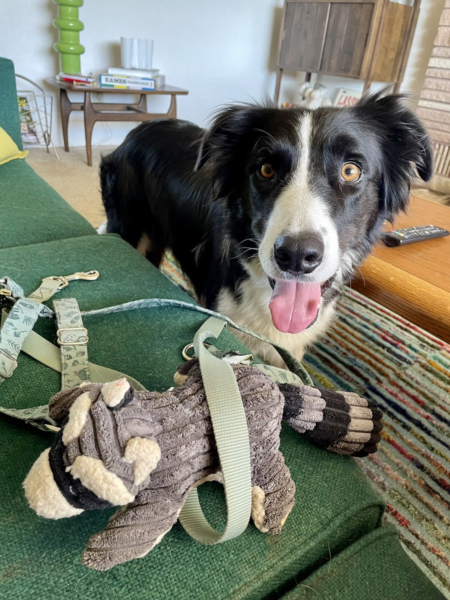WilmaBenton19's tweet photo. I think Nash wants to go on a walk. He just brought mom his harness, his leash and a raccoon - all in one trip!
#DogsOfX #dogsoftwitter #SubtleHint https://t.co/XmCZ3CLYUB
