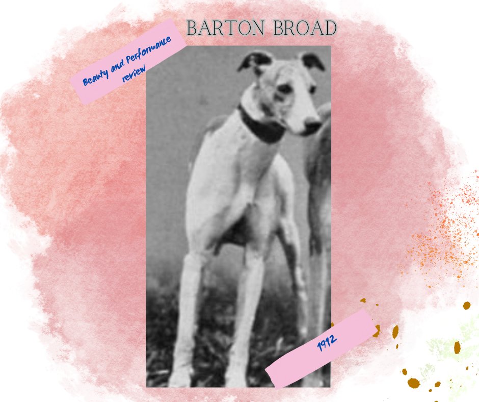 𝐁𝐞𝐚𝐮𝐭𝐲 𝐚𝐧𝐝 𝐏𝐞𝐫𝐟𝐨𝐫𝐦𝐚𝐧𝐜𝐞 𝐫𝐞𝐯𝐢𝐞𝐰
Barton Broad
Sire: Broad Arrow
Dam: Oofbird
Male
May 1912
#Breeder: William Canning
#Owner: Henry Birkbeck
#source Breed archive
#greyhound #greyhoundlovers #greyhoundhistory #greyhounds