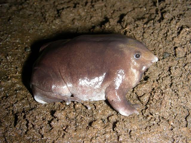 india🇮🇳#frog #Rare 👉The purple frog is listed as Endangered by the IUCNRed List and is threatened by deforestation from expanding cultivation in addition to consumption and harvesting by localcommunities.Little is known about this species,but it has very specific breeding sites