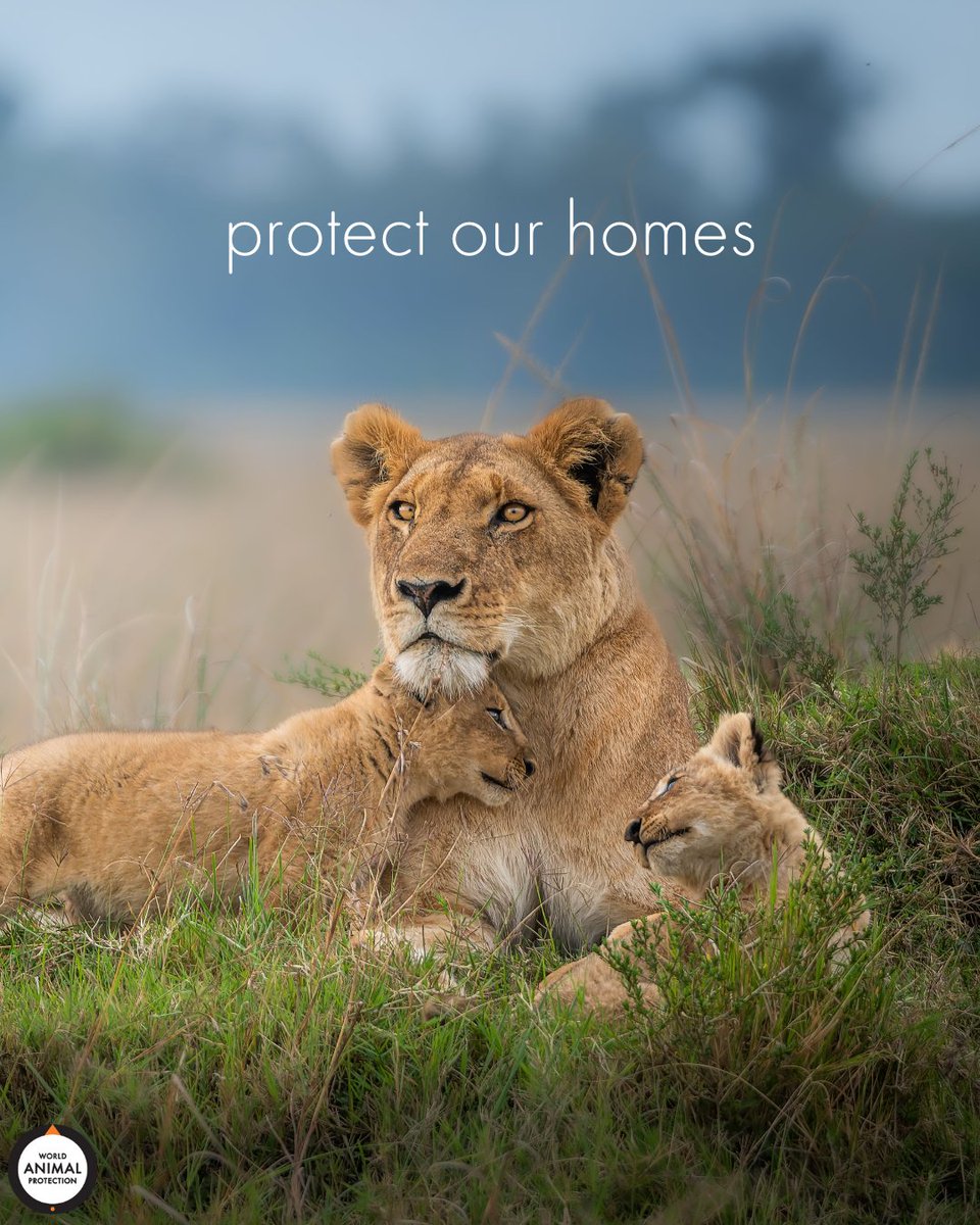 MoveTheWorldUS's tweet photo. Wild animals belong in the wild. https://t.co/foOzEfldT4