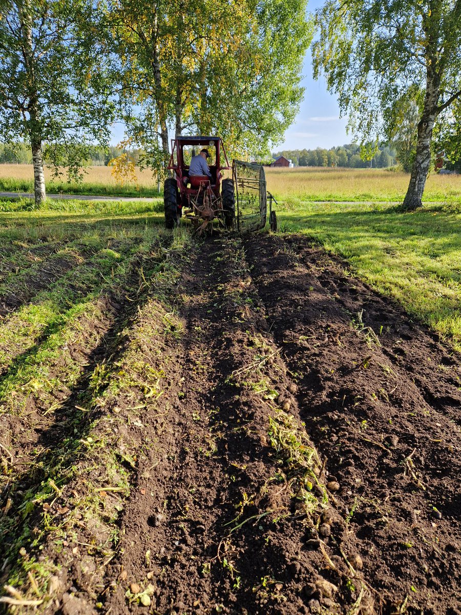 burny_burner's tweet image. Då var det gjort. Det vorte huskut  mötje päran i år!
#päranskeopp #pärer #potatis