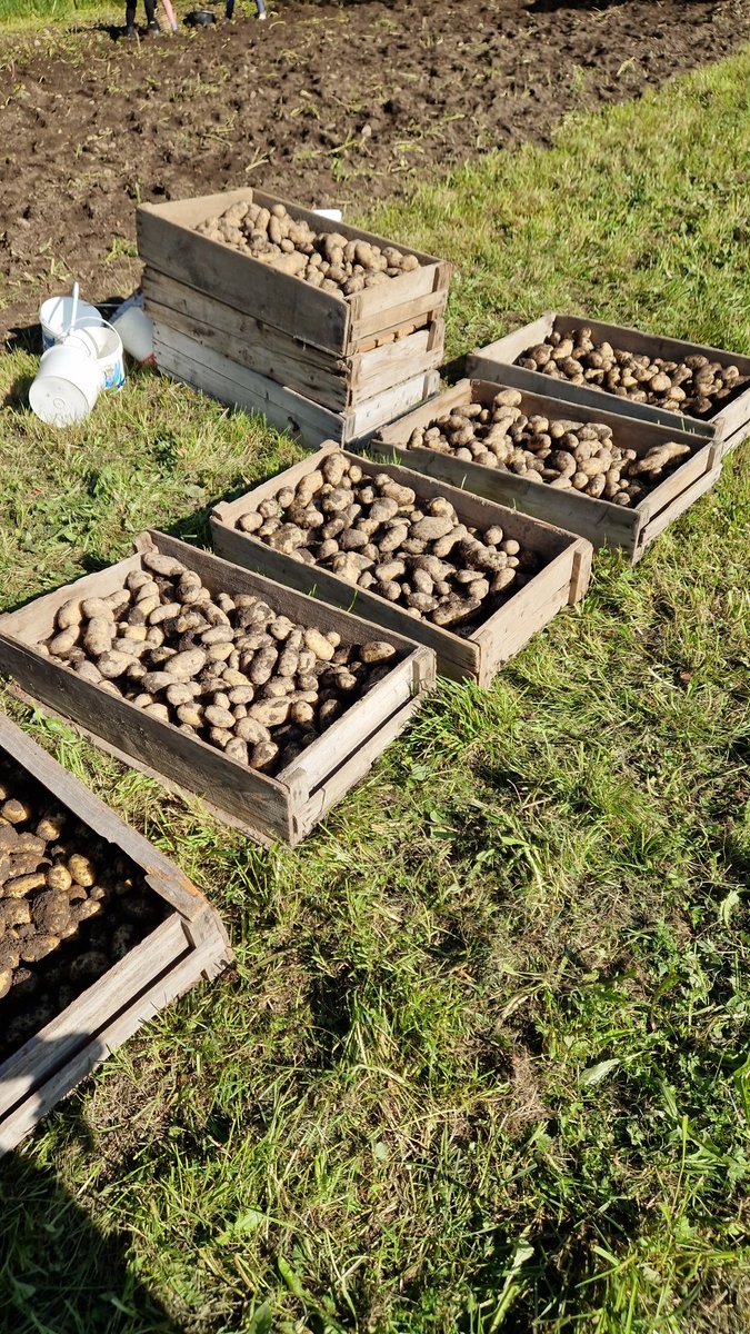burny_burner's tweet image. Då var det gjort. Det vorte huskut  mötje päran i år!
#päranskeopp #pärer #potatis