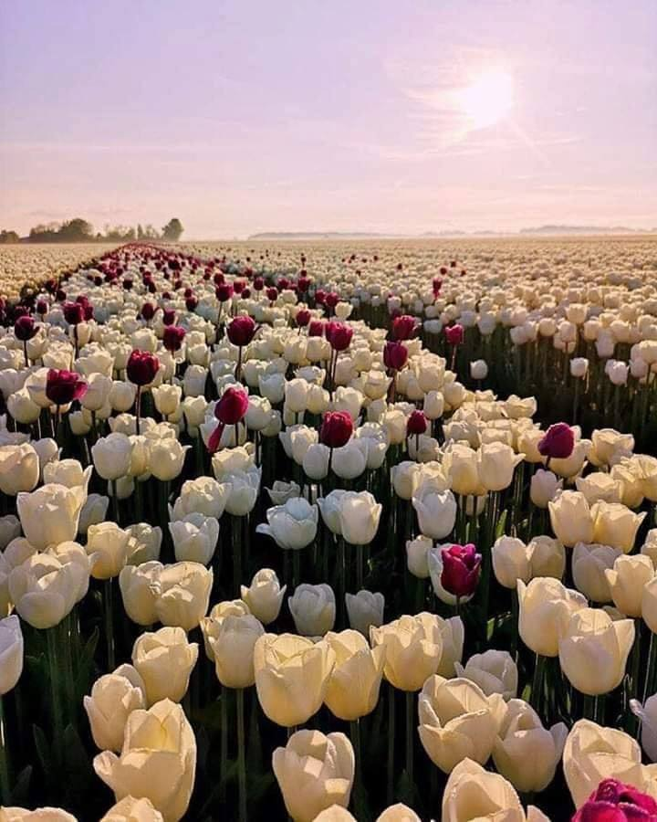 RincnCuriosoo's tweet photo. Tulipanes en Holanda 🌷😍 https://t.co/GNrjXhxuun