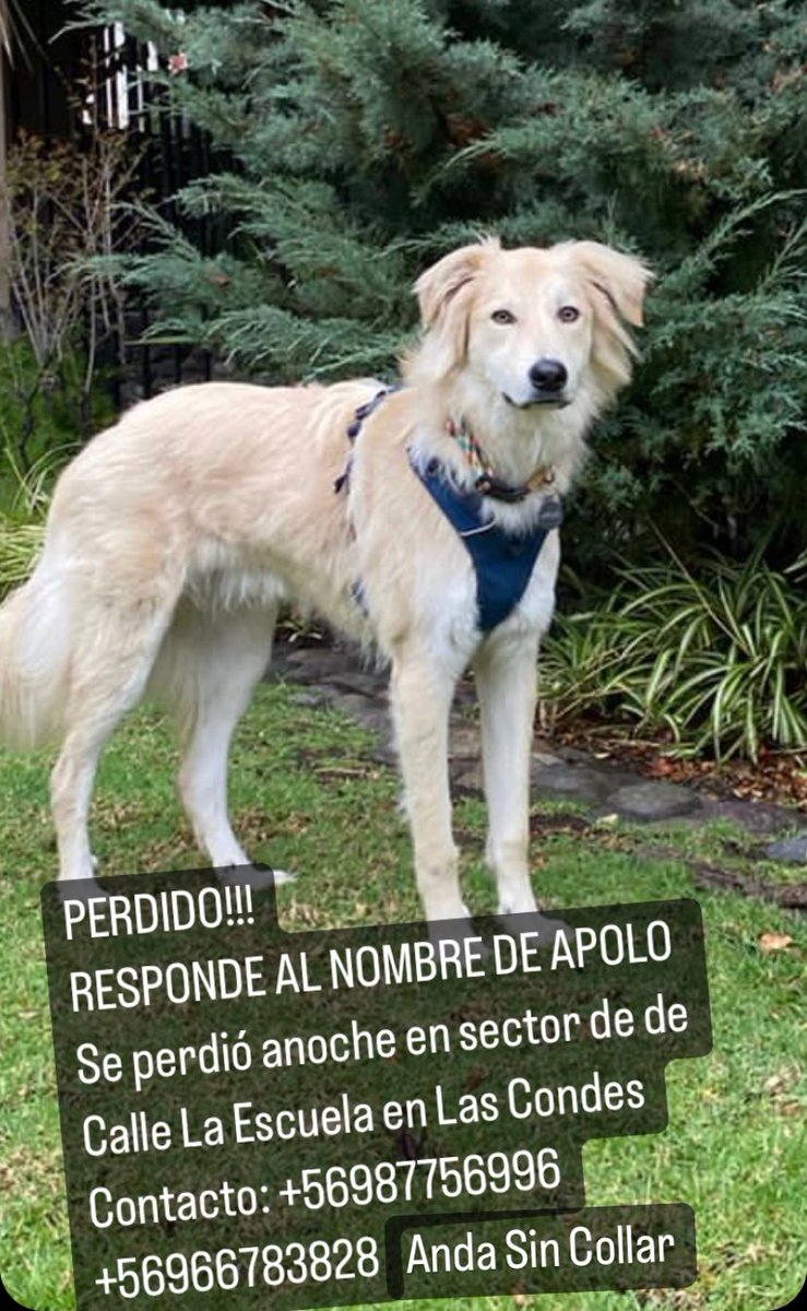 César Fuenzalida tweet media