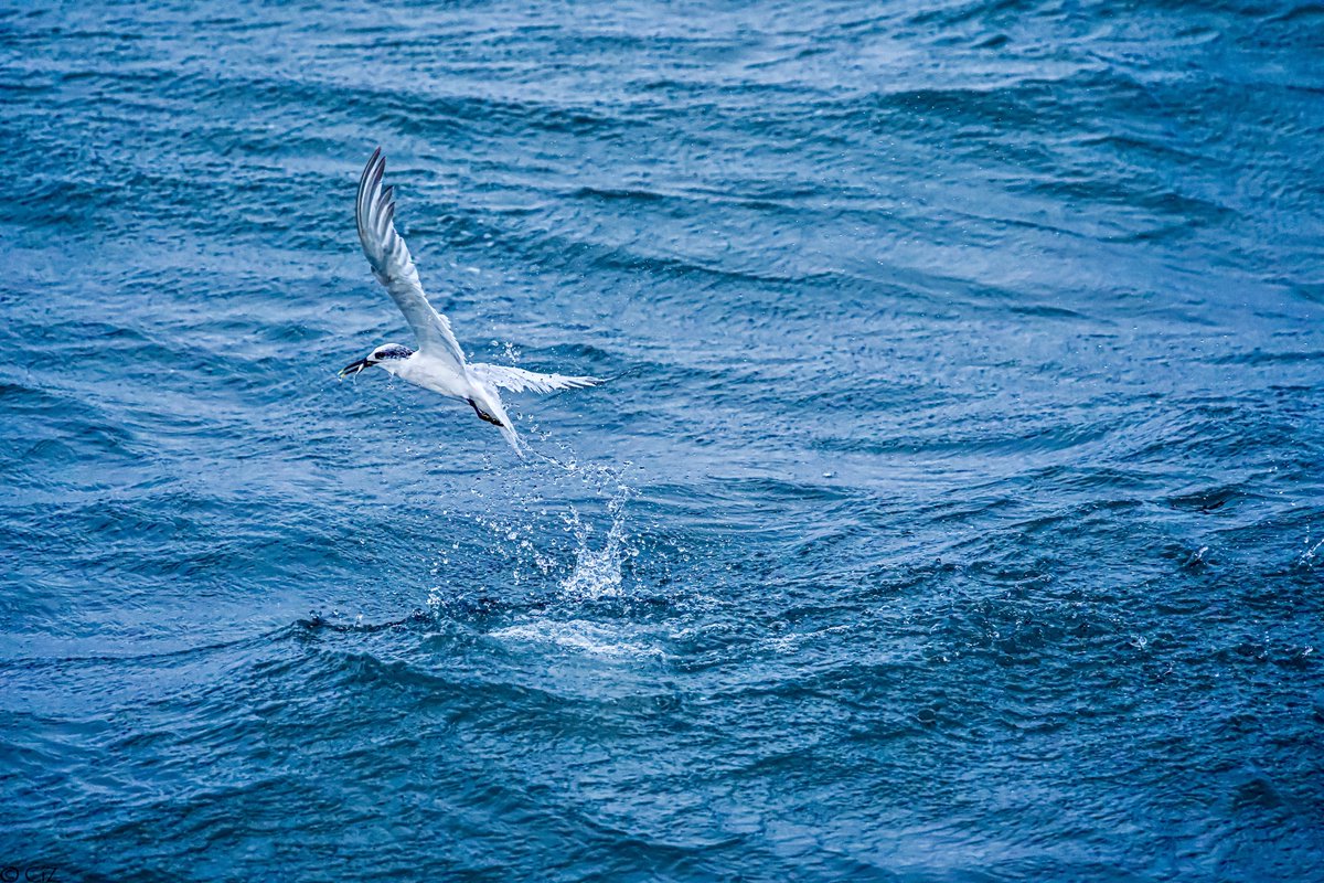 #SandwichTern #Terns
@BWIFingal #BirdWatchIreland
#birdsseenin2023 #Skerries #Fingal #Ireland 
#TwitterNatureCommunity
#birds #nature #wildlife #photography