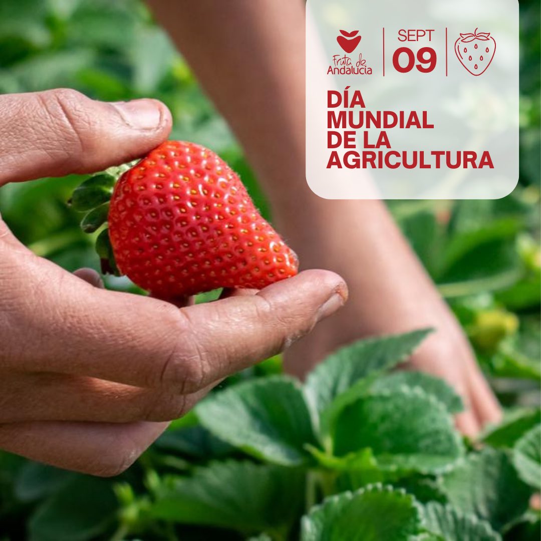 FrutaAndalucia's tweet photo. Este 9 de septiembre es el #DíaMundialdelaAgricultura, actividad clave gracias al esfuerzo de los pequeños, medianos y grandes agricultores dedicados al cultivo de la tierra y especializados producir alimentos de calidad para la población. https://t.co/eKjQAgMk3D