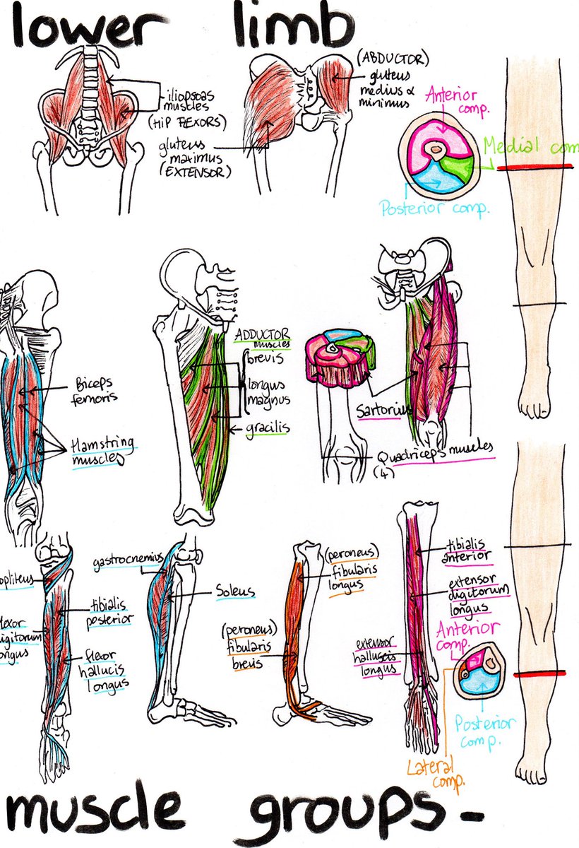 Muscles of the legs by paus