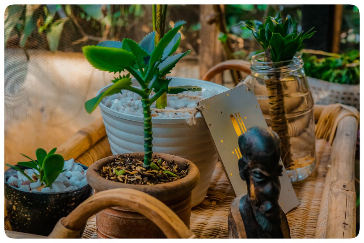 RayMillzAfrican's tweet photo. If you're in Lilongwe and need quality indoor plants, contact 0888864927. Help spread word 🙏🏽 https://t.co/H5iDQBxdY3
