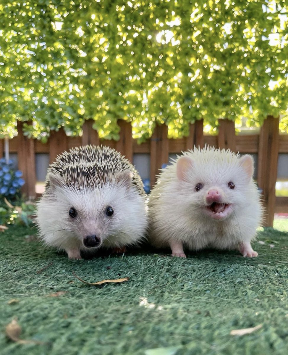 daily__hedgehog's tweet photo. Saturday 9th September, 2023 https://t.co/K9W0necBQs