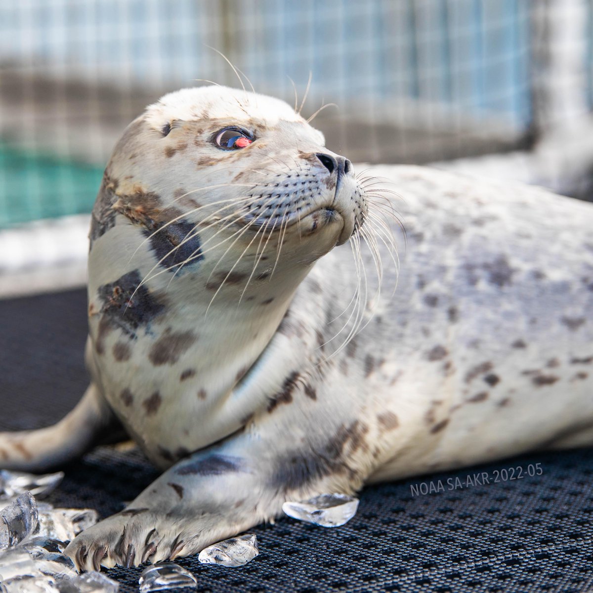 AlaskaSeaLife's tweet photo. Meet harbor seal patient PV2314, admitted with various injuries in late July. 

Remember the workshop participants from our last wildlife response post? After they returned home from the workshop, they were able to help us respond to this harbor seal pup in need! https://t.co/1vlsVAz25v