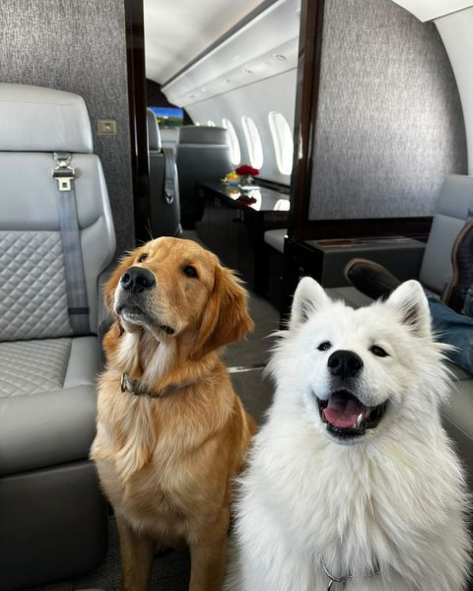 NetJets's tweet photo. Fur-st class treatment. #NetPets https://t.co/WZFuMxJWCp