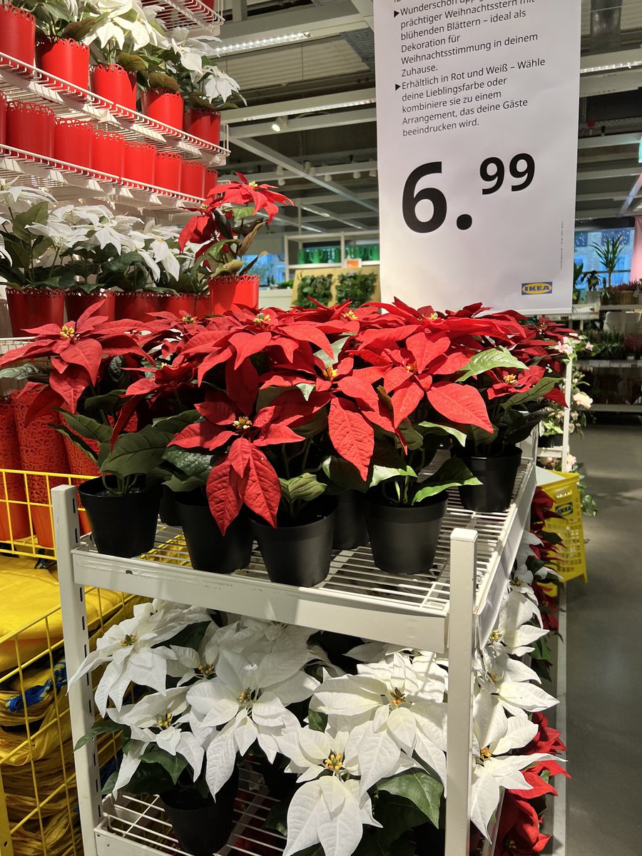 dammiLoh's tweet photo. 19:19h, 09.08.2023, #Hamburg-Altona… 30 Grad Außentemperatur… you‘re killing me, #IKEA… #poinsetta #weihnachtsstern https://t.co/DsXMYiZjuM