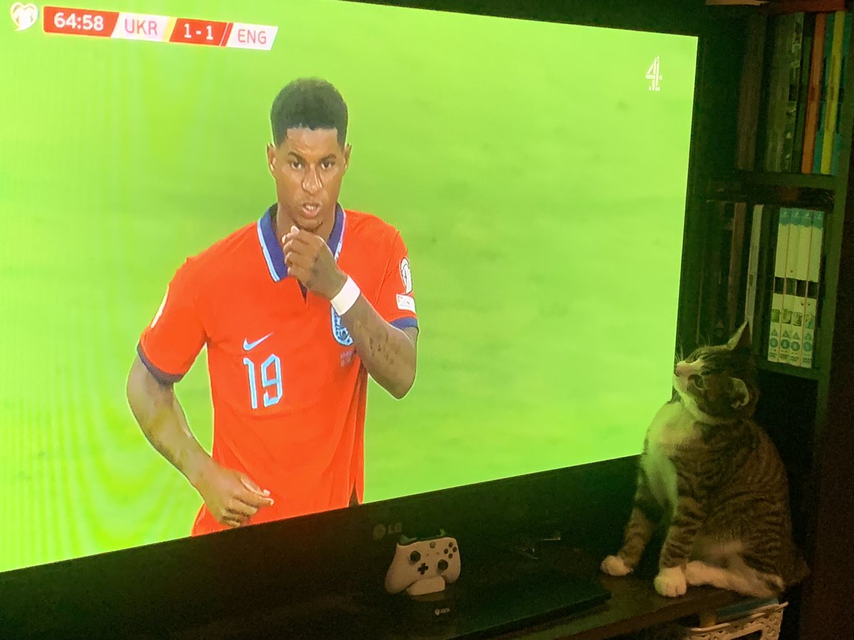 My kitten seems to have developed a fondness for <a href="/MarcusRashford/">MR14</a> every time a commentator says he’s name, she looks <a href="/England/">England</a> #UKRENG #EURO2024