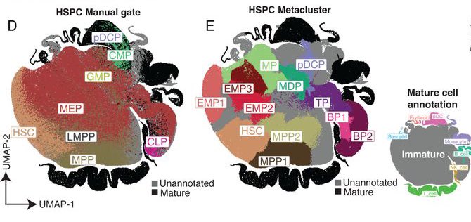 This has been one of those true “it takes a village” studies that has been ongoing for >7 years. It took a long time to reconcile the knowledge base around human #Hematopoietic progenitors and dive even deeper to show something new. Millions of #singlecells so many #HSPCs