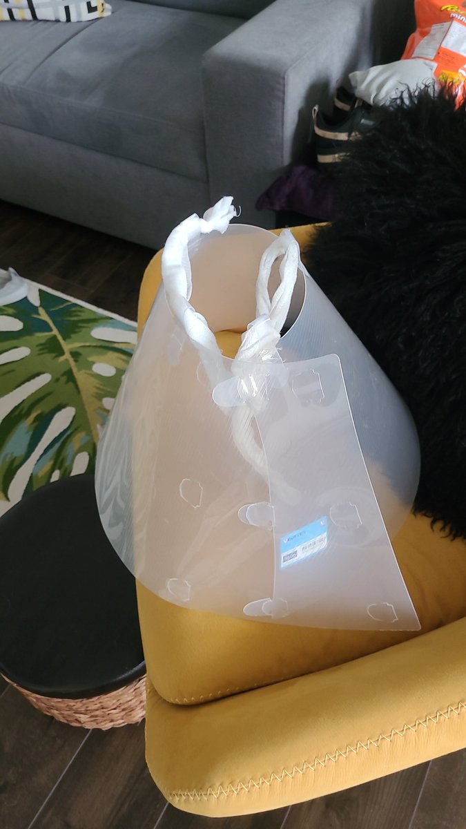 thereal16482192's tweet image. So Mum noticed dat me can gets to me stiches wiff da ring of shame..she goes and buys a news one...me be a 💩 head and figures how to undo new one...Mum throws hands up and says "WHY XENIA WHY"...
CONES OF SHAME 0
XENIA 3