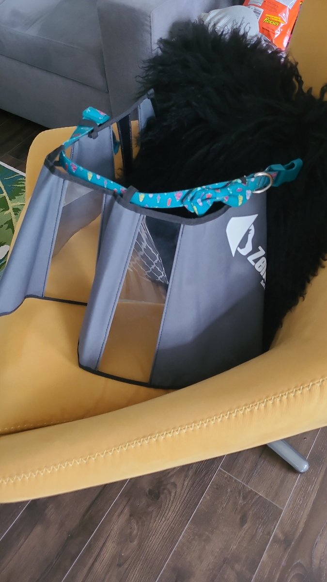 thereal16482192's tweet image. So Mum noticed dat me can gets to me stiches wiff da ring of shame..she goes and buys a news one...me be a 💩 head and figures how to undo new one...Mum throws hands up and says "WHY XENIA WHY"...
CONES OF SHAME 0
XENIA 3