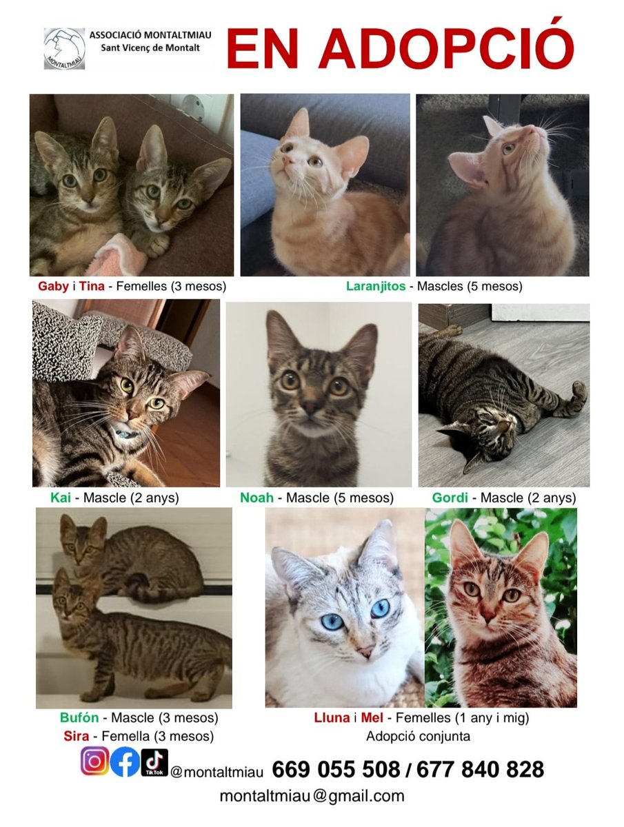 Helena Homs tweet media