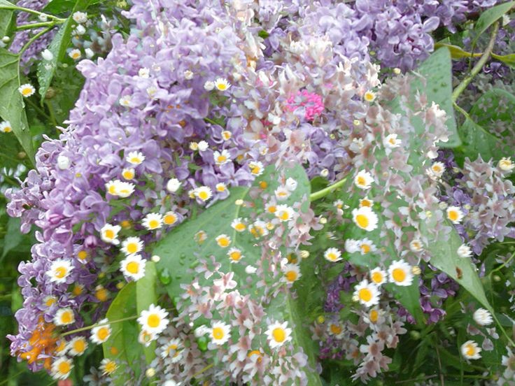 softdeIicacy's tweet photo. the delicate beauty of purple flowers. https://t.co/V8ar972Y3R