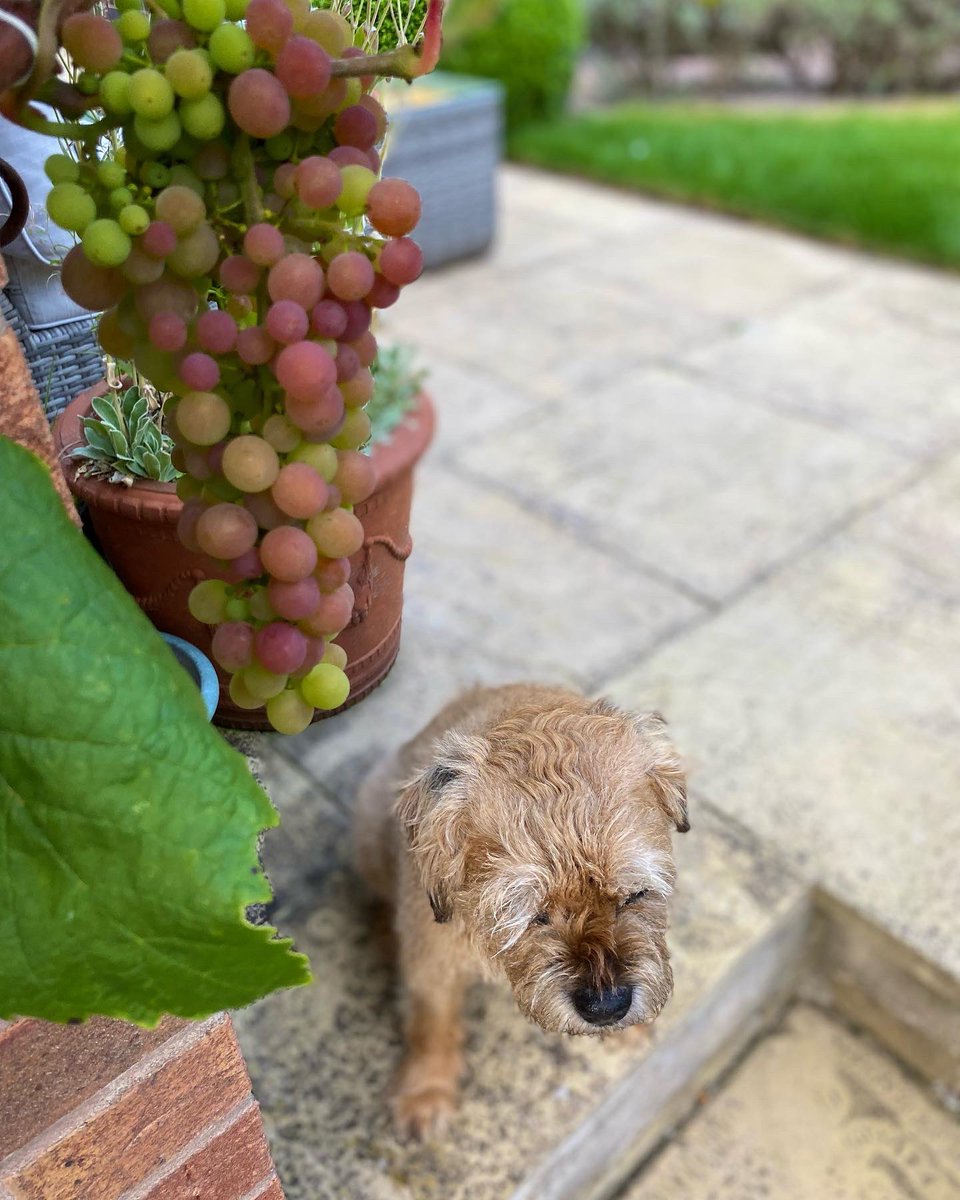 Sulking cause I’m not allowed the grapes 🍇 #goodyearforthegrapes