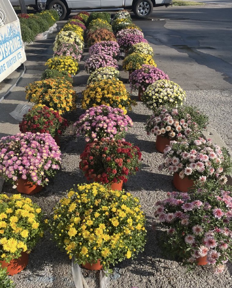 littlestorekc's tweet photo. While supplies last, large assortment of mums, 2 for $20.99 when you purchase two.  Come on in and get a couple for your front porch or patio and see what else is new at The Little Store. https://t.co/tKulOwUMhh