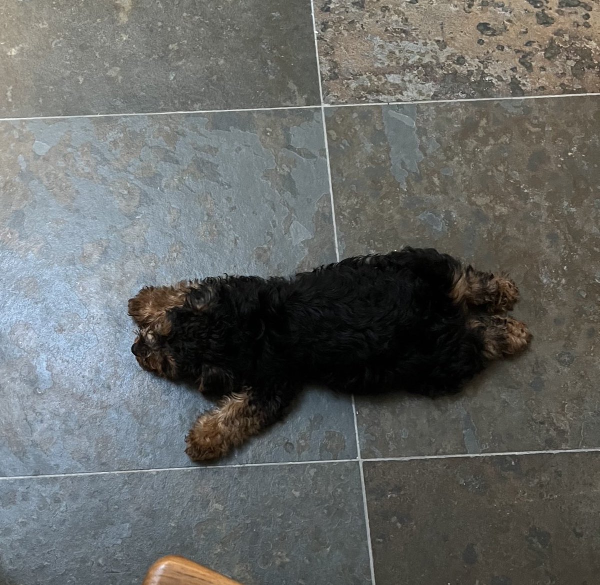 Sophie Hannah tweet media