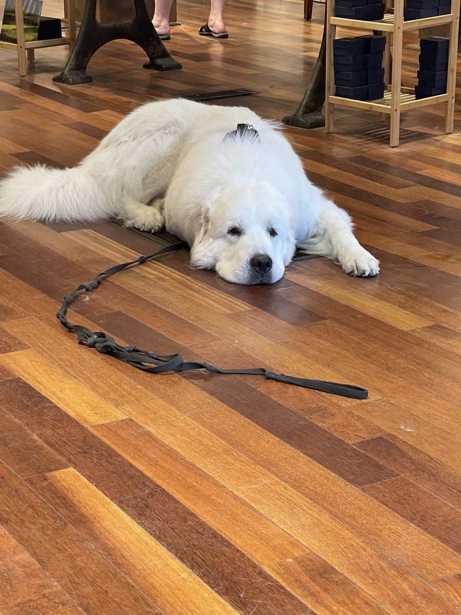 This is Pepe and he is a very good boi #shopdog #dogsoftwitter