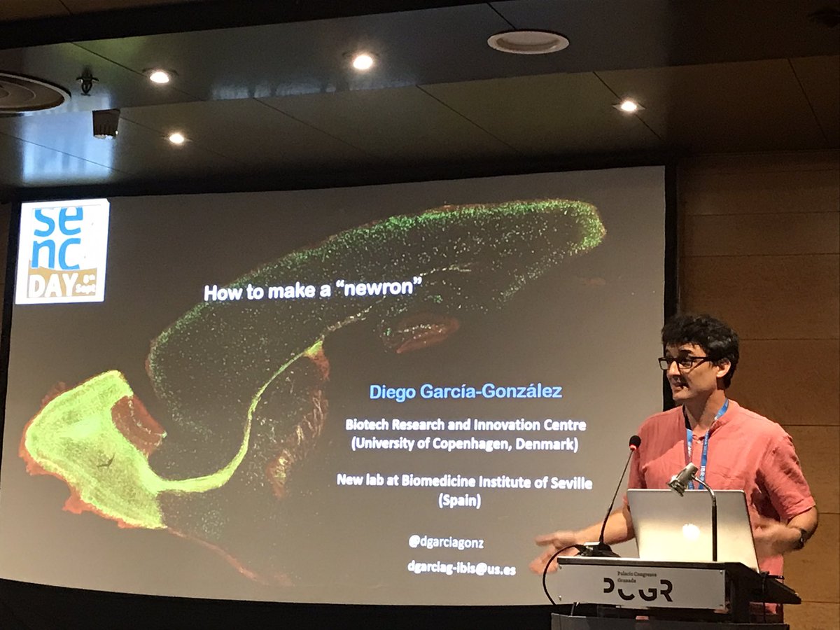 FdeCastroS's tweet photo. #SENCDAY at #IBRO2023 has been simply fantastic: networks as @redglial &amp; prizes (@MValero87) did a great job in the morning and there where 4 top-quality symposia on hot topics of #Neuroscience,from #sex dimorphism,#development or #diseases. Specially proud of yours,@dgarciagonz https://t.co/WP5Xi2qIIV
