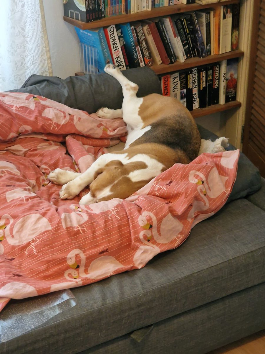 Floozy leg level: 10+ 
#BeagleLife #FloozyLeg