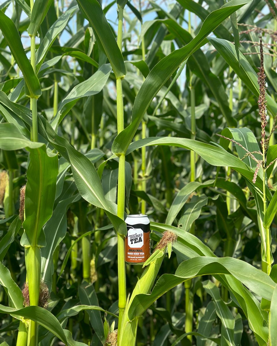 From sunny days to crisp evenings, Troubled Tea is your perfect companion. How are you making the most of these transitional days? 🌞 Share your sips and stories! 🍂 

#FallisComing #AlbertasHardIcedTea #YYC #YEG #RedDeer