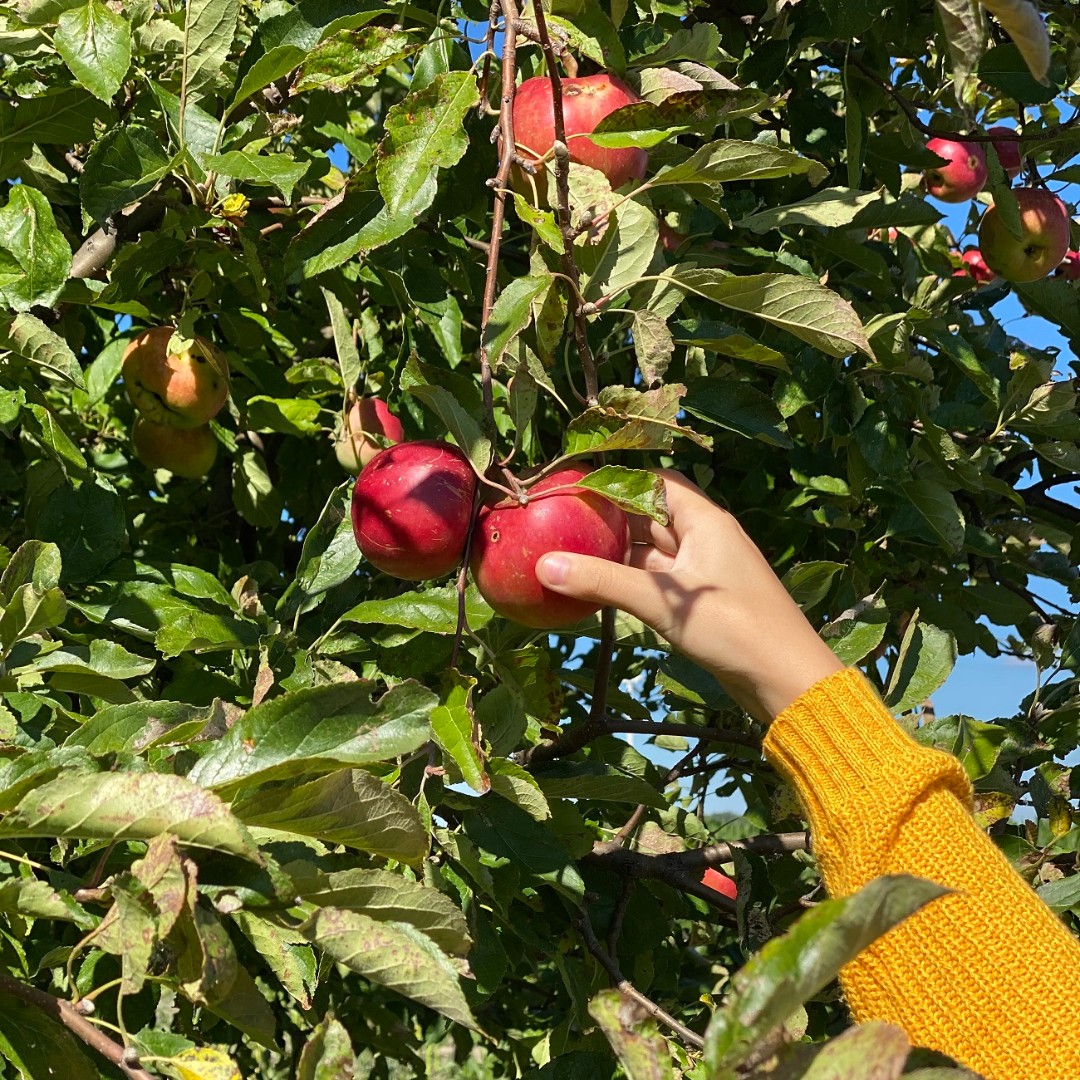 Apple picking season is here! Head to our website to see all the orchards that #CKont has to offer! 🍎

#SeeYouInCK #VisitCK #Fall2023 #DiscoverON