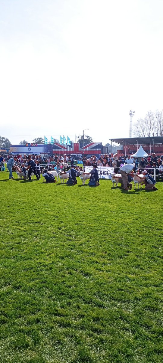 Seguimos con la jura de animales PI en <a href="/ExpoPrado/">Rural del Prado</a> . 
Segui la transmisión por @campotv_tv