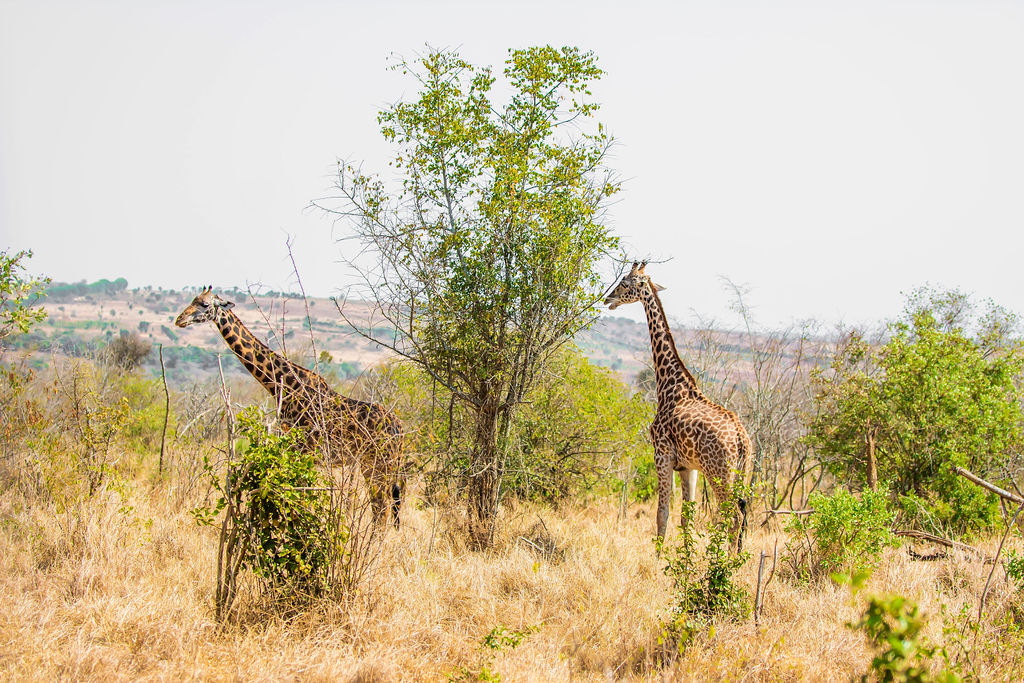 _Toussaint_3's tweet photo. Genda Rwanda uri nziza, humeka Amahoro, ibyiza bigutatse Rwanda....

Muramuke 
Unforgettable #Tembera @AkageraPark with @Tembera250 

Credit goes to our 📸 @capslockbabyy 
#VisitRwanda 
#ExploreMore with us
📱+250781101010 https://t.co/prLLmtZ3Cl