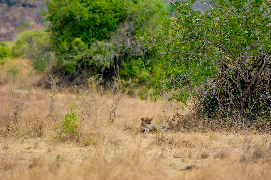 _Toussaint_3's tweet photo. Genda Rwanda uri nziza, humeka Amahoro, ibyiza bigutatse Rwanda....

Muramuke 
Unforgettable #Tembera @AkageraPark with @Tembera250 

Credit goes to our 📸 @capslockbabyy 
#VisitRwanda 
#ExploreMore with us
📱+250781101010 https://t.co/prLLmtZ3Cl