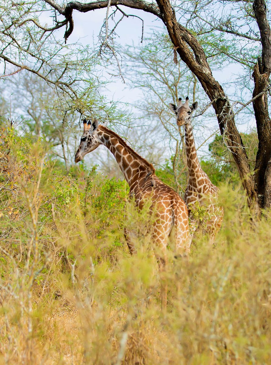 _Toussaint_3's tweet photo. Genda Rwanda uri nziza, humeka Amahoro, ibyiza bigutatse Rwanda....

Muramuke 
Unforgettable #Tembera @AkageraPark with @Tembera250 

Credit goes to our 📸 @capslockbabyy 
#VisitRwanda 
#ExploreMore with us
📱+250781101010 https://t.co/prLLmtZ3Cl