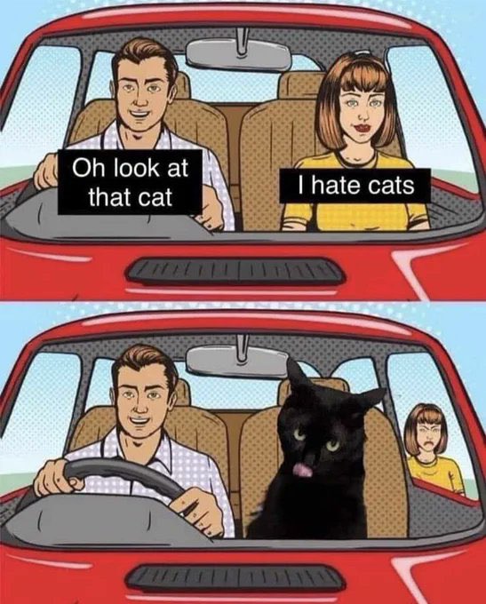 Posts Of Cats (@postsofcats) on Twitter photo 