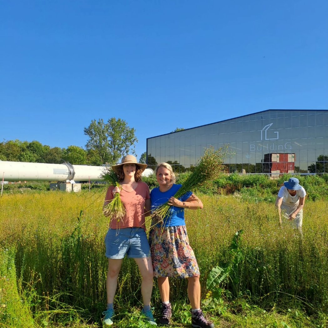 Warm maar voldaan! Het vlas in Groningen is getrokken. <a href="/BuildinGron/">BuildinG</a> x <a href="/hodnl/">House of Design</a> zetten samen vlas op de kaart tbv biobased bouw, product en textiel. Onderwijs overheid  ondernemers en ontwerpers werkten zij aan zij in het veld.
#samenontwerpenwedetoekomst
@PolycivielPD #wadvanwaarde