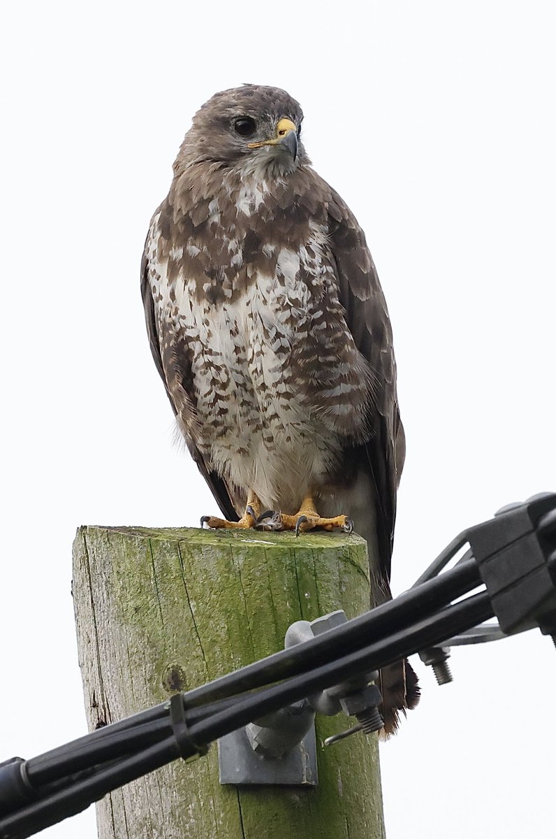 Buzzard looking out from a telegraph pole #birding #birdlovers #bbcwildlife #BBCWildlifePOTD #birdofprey #BirdsOfPrey #birdwatching #birdwatchers #NaturePhotography #wildlifephotography #Wildlife