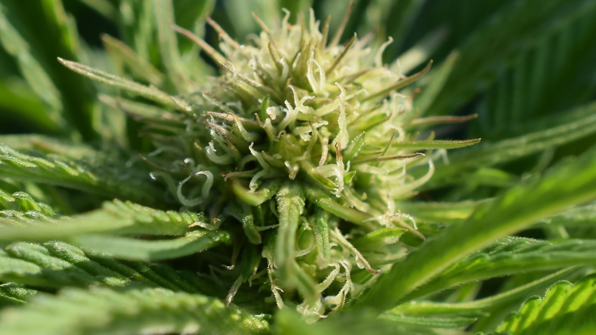 CannabisUrlaub's tweet photo. Wir wünschen euch ein schönes Wochenende!
https://t.co/Ww67tJpzZE
#cannabisurlaub #CannabisCommunity #cannabisculture #cannabisindustry #CannabisReform #CannabisConfidential #cannabisnews #Weedmob #weedlife #weedthailand #WeedLovers #weedgirl #CBD #CBDC #CBDCs #CBDオイル #cbdfire https://t.co/P4ze3qlsqs